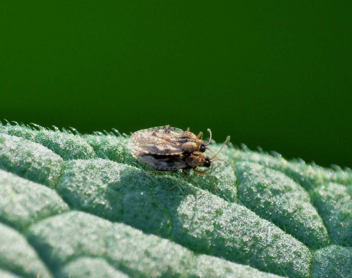 Piccoli Heteroptera?